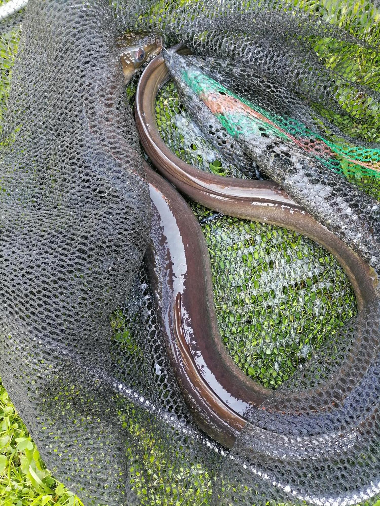 Agro-Tur Domki W Szuwarach Kuty Eksteriør bilde