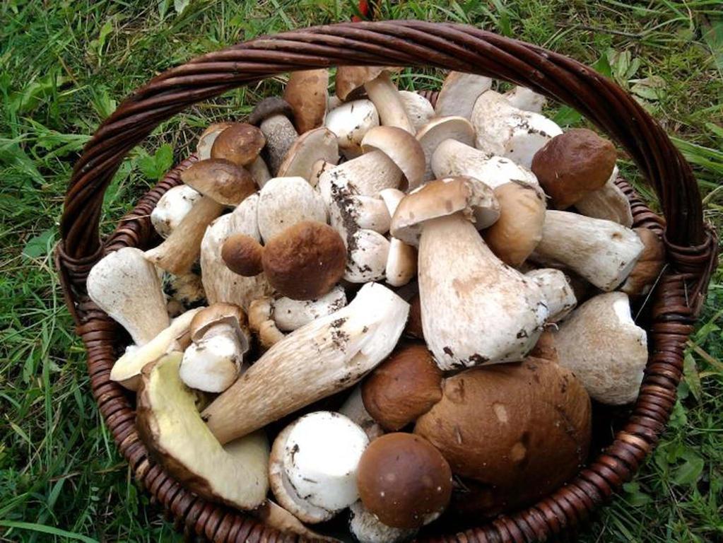 Agro-Tur Domki W Szuwarach Kuty Eksteriør bilde